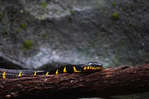 SINGAPORE ZOO (255)